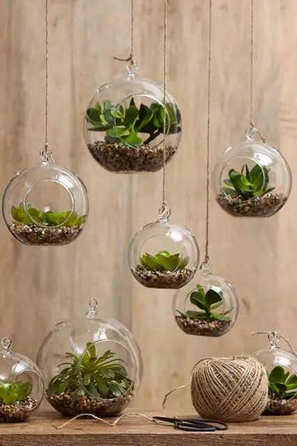 grow-indoor-plants