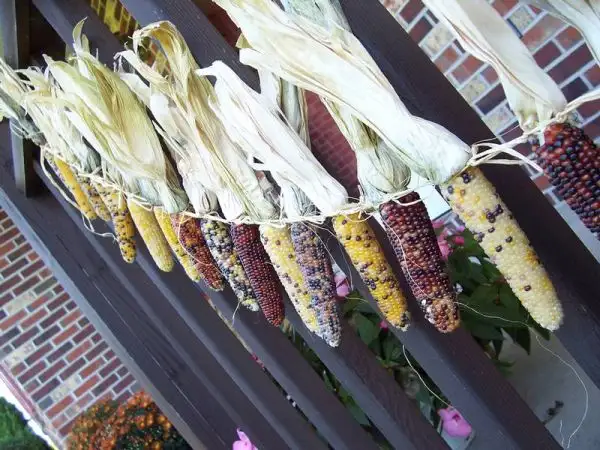 com_indiancorn