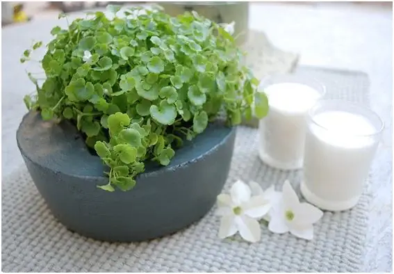 outdoor-cement-planter