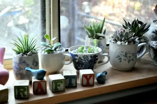 diy-indoor-teacup-succulent-garden-5