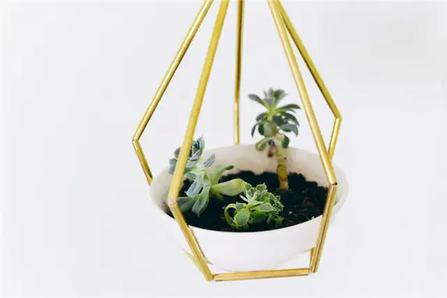 DIY (своими руками) плантаторы