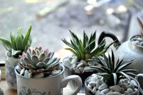 diy-indoor-teacup-succulent-garden-1