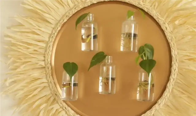 Уникальная магнитная станция для размножения растений из магазина DOLLAR STORE DIY (своими руками)s