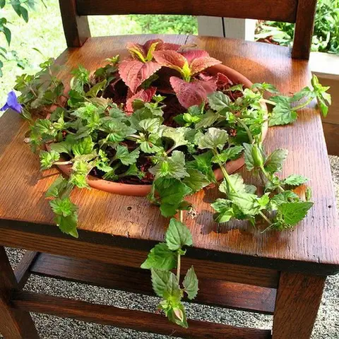 suculent-old-chair-flowers