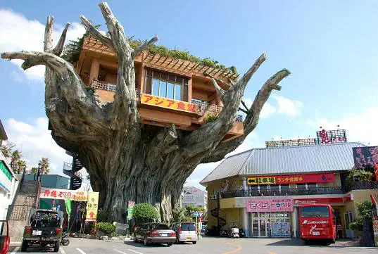 japantreehouse