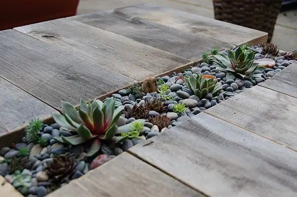 diy-succulent-table