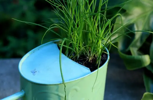 diy-watering-can-upcycle1