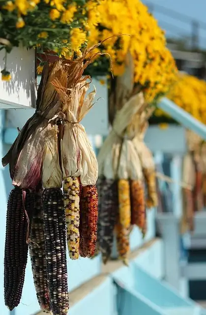 подвесная кукуруза