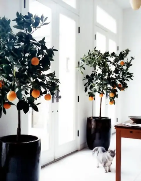 poted-trees-room-decor-symmetry