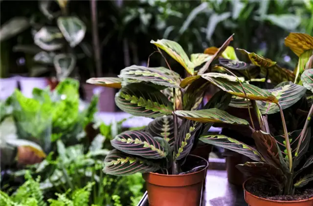 Молитвенные растения
