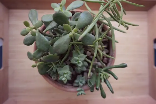 unappealing-succulents-design