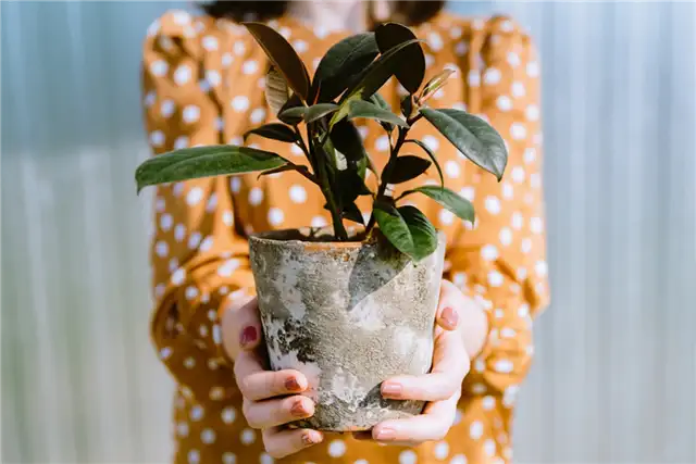 Каучуконосное растение - Ficus elastica
