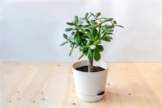 Нефритовое растение - Crassula ovata