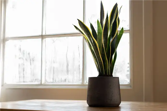 Змеиное растение - Dracaena trifasciata