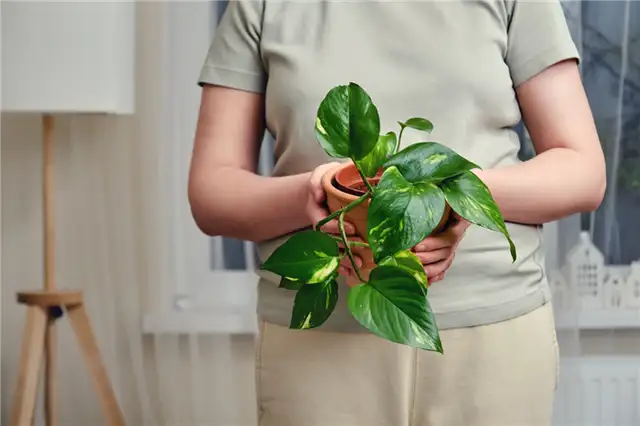 Потос золотистый - Epipremnum aureum