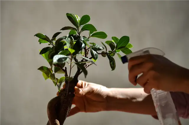 Женьшеневый фикус - Ficus retusa