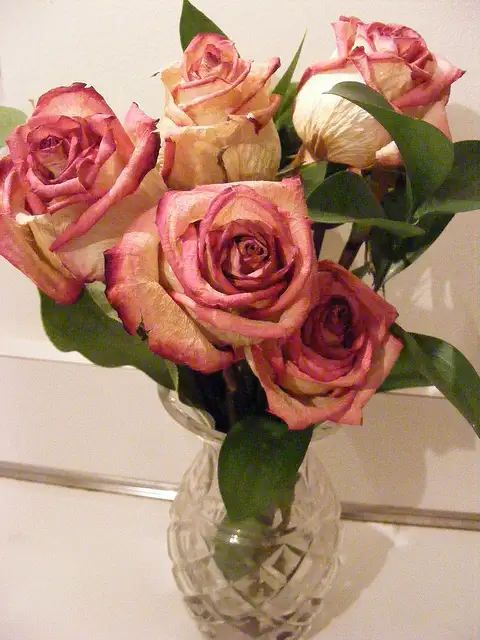 flower-flickr