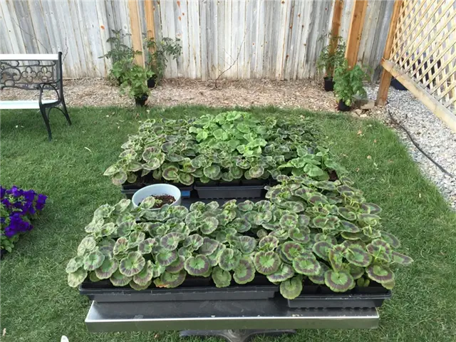 DIY (своими руками) Flower Bed Starts - теплая погода