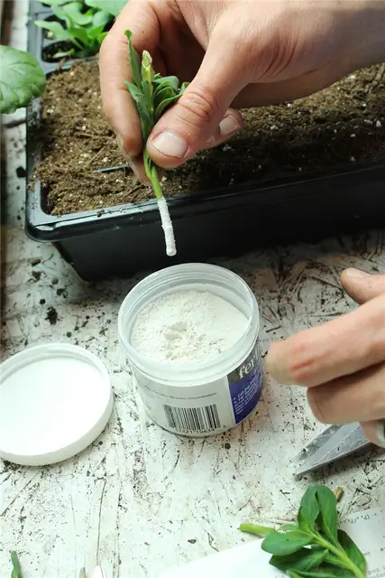 DIY (своими руками) Flower Bed Starts - черенки в порошке для укоренения