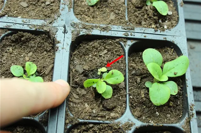 DIY (своими руками) Flower Bed Starts - для весеннего приветствия