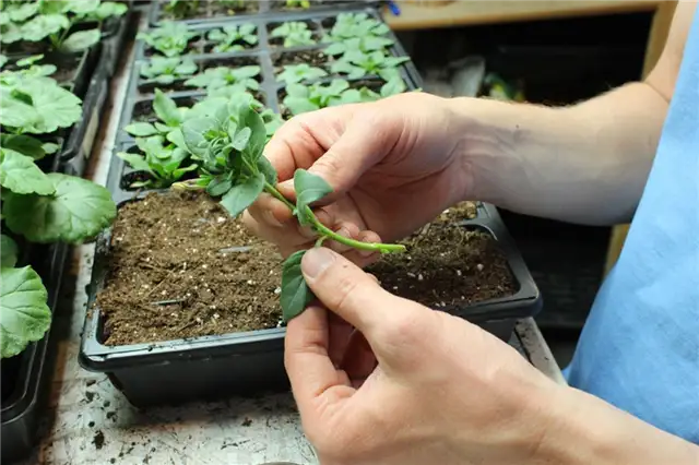DIY (своими руками) Flower Bed Starts - форма для черенков