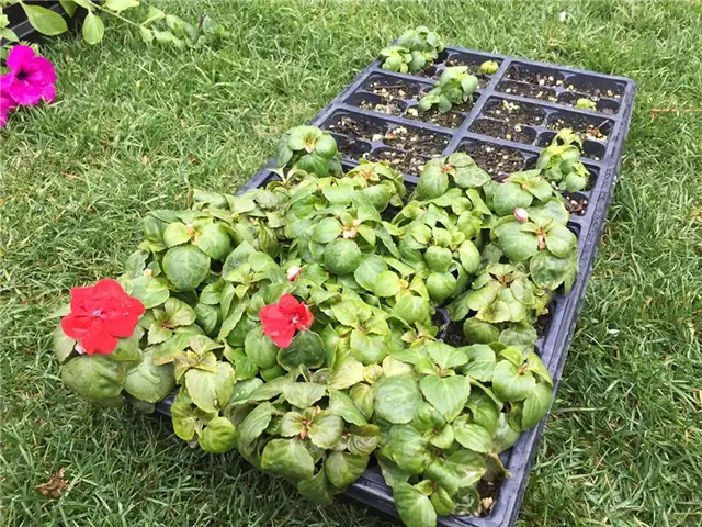 DIY (своими руками) Flower Bed Starts - проверьте температуру