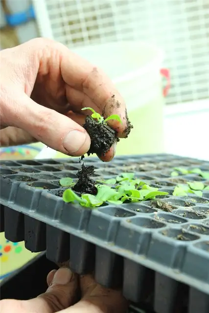 DIY (своими руками) Flower Bed Starts - посадка