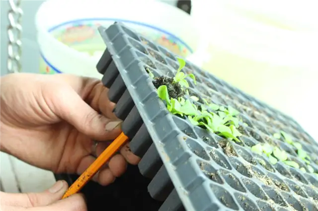 DIY (своими руками) Flower Bed Starts - осторожно используйте пальцы