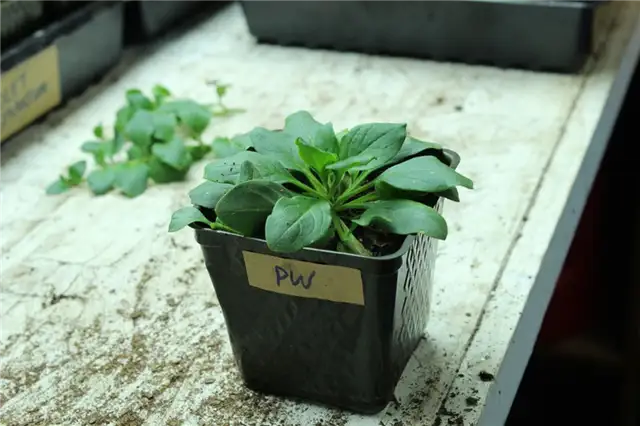DIY (своими руками) Flower Bed Starts - то же растение петунии