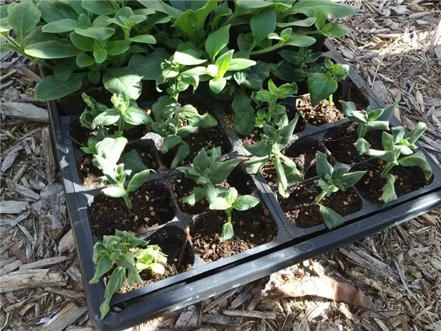 DIY (своими руками) Flower Bed Starts - готовность