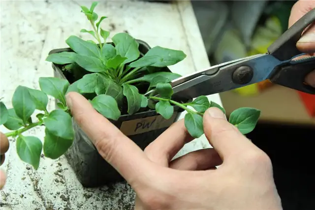 DIY (своими руками) Flower Bed Starts-обрезанная лоза