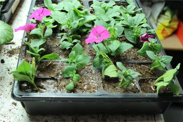 DIY (своими руками) Flower Bed Starts - больше света
