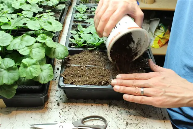 DIY (своими руками) Flower Bed Starts - следующие недели