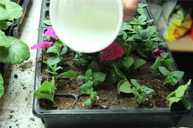 DIY (своими руками) Flower Bed Starts - растения