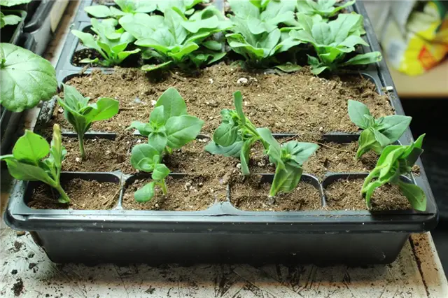 DIY (своими руками) Flower Bed Starts - повторите процесс