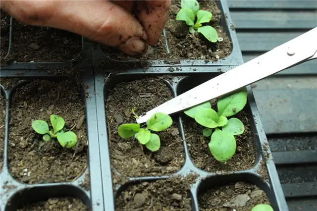 DIY (своими руками) Flower Bed Starts - очистка