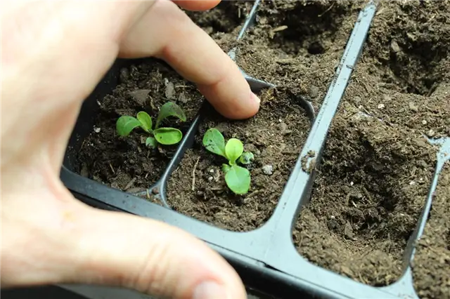 DIY (своими руками) Flower Bed Starts - повторите для других пробок
