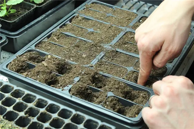 DIY (своими руками) Flower Bed Starts - создайте отверстия в центре