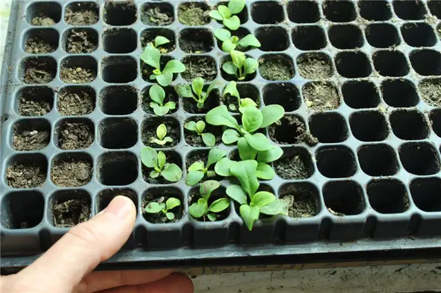 DIY (своими руками) Flower Bed Starts - выращивание семян