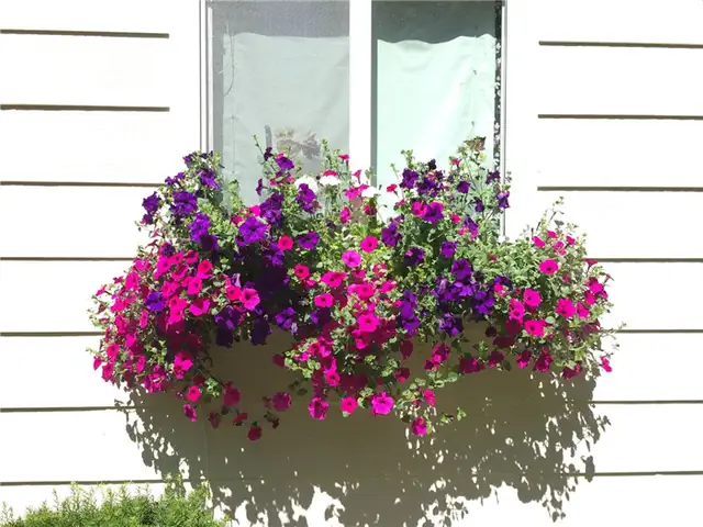 DIY (своими руками) Flower Bed Starts - красивые цветы на окне