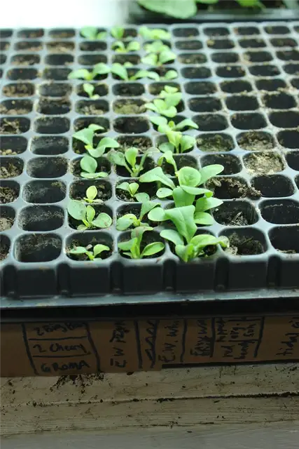 DIY (своими руками) Flower Bed Starts - посадка семян