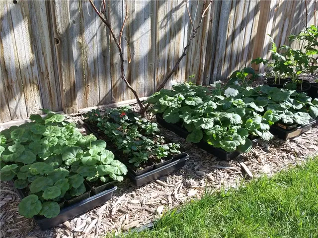 DIY (своими руками) Flower Bed Starts - медленно