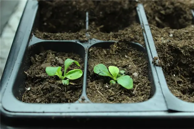 Весенний проект DIY (своими руками) Flower Bed Starts