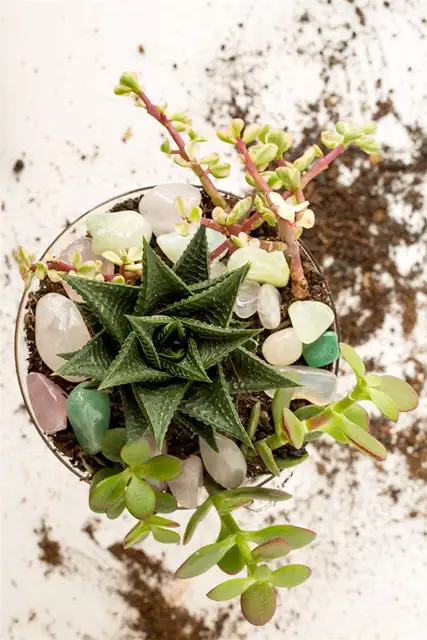 Thrifted Cocktail Glass Terrarium DIY (своими руками) - декоративный слой