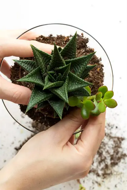 Thrifted Cocktail Glass Terrarium DIY (своими руками) - расставьте растения