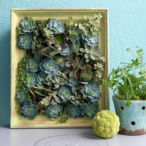 Рамка для суккулентов DIY (своими руками)