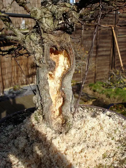 bonsai-baggins-hobbit-home5