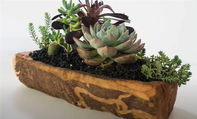 DIy полено плантатор