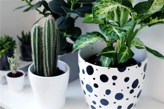 Dalmatian Spotted Planter крупным планом