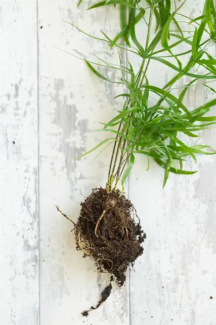 kokedama_bare_roots